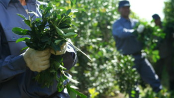 Desregularon la producción de yerba mate en el país