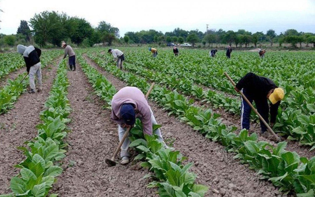 Pagos, exigencias y desabastecimiento: calvario de pequeños productores tabacaleros