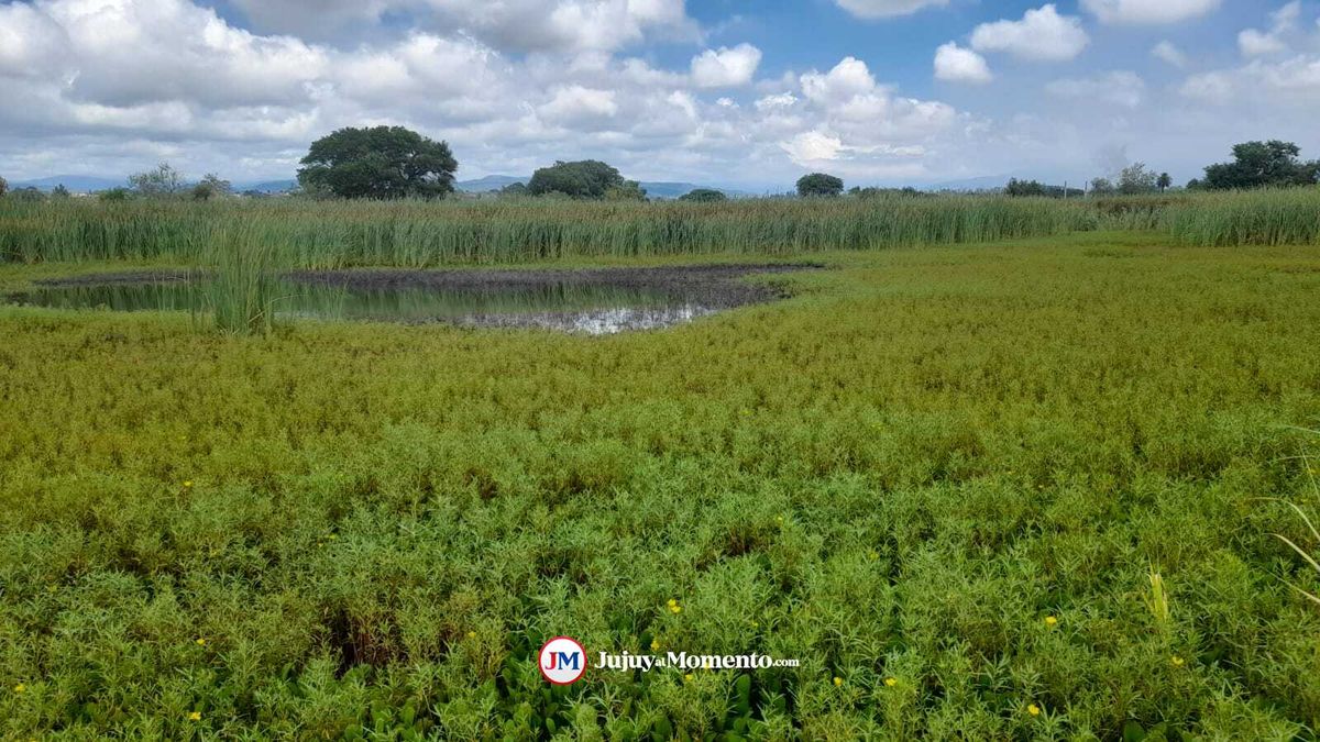 Se viralizó otro video del caimán en Palpalá, piden por una reserva urbana