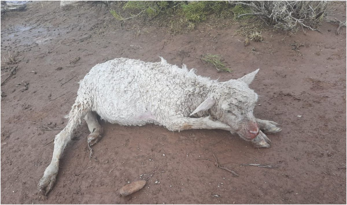 Más de 15 animales murieron tras el feroz temporal en Abra Pampa