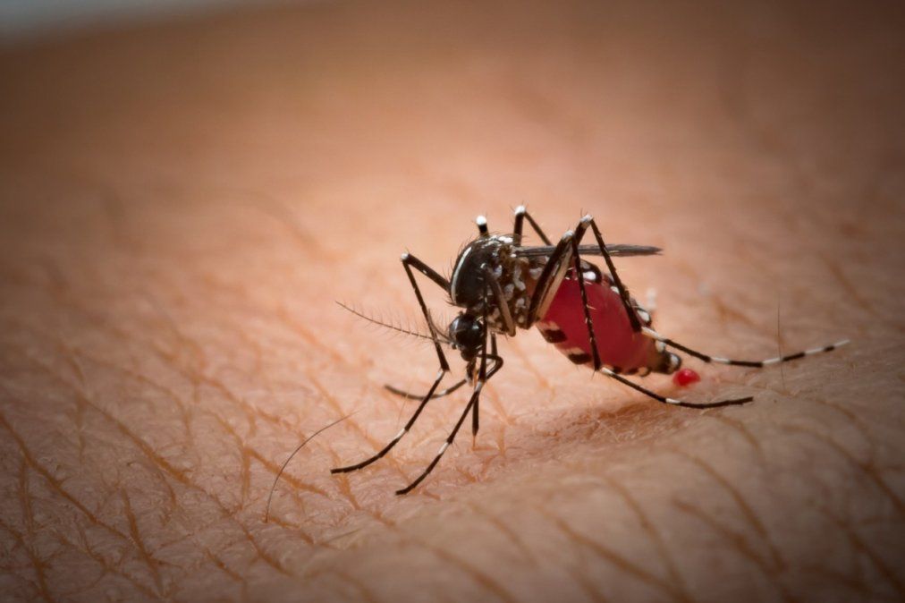 Reportan un caso importado de paludismo en Salta