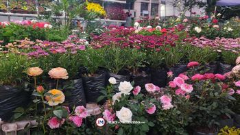 Edición especial del Paseo de las Plantas por la Primavera