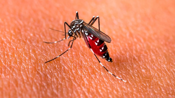 Jujuy superó los 7.800 casos de dengue