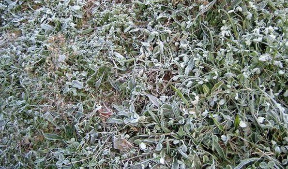 Preocupan las pérdidas que dejó la helada en los productores