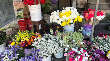 Fieles Difuntos: vendedores de flores mantienen los precios y esperan mejorar las ventas