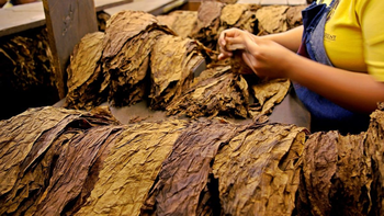 Productores en alerta por la falta de definición del precio del tabaco