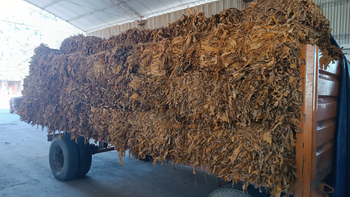 Productores tabacaleros denuncian precios injustos y falta de respaldo
