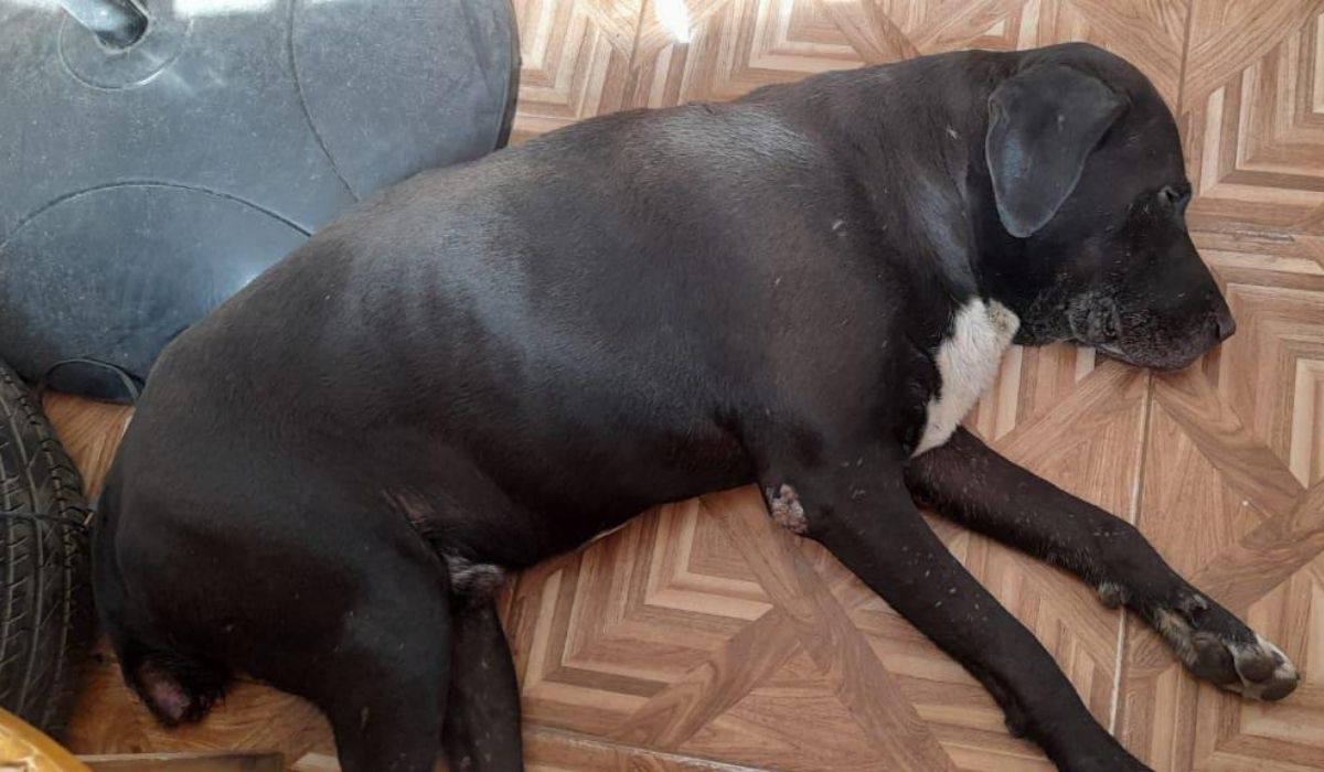 Palpalá: ¡Urgente! un perro con la cola cortada necesita ayuda