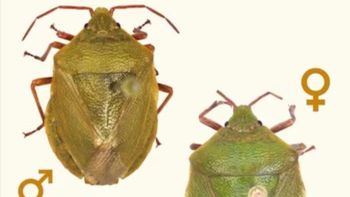 Revelan la existencia de dos nuevas especies de 