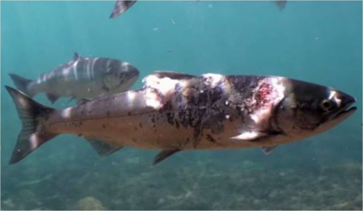 Cámaras detectan salmones heridos por el sobrecalentamiento de las aguas en el noroeste del Pacífico